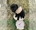 Small Photo #6 Aussiedoodle Miniature  Puppy For Sale in UNIONVILLE, IA, USA