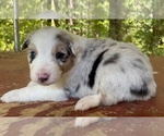 Puppy 3 Australian Shepherd