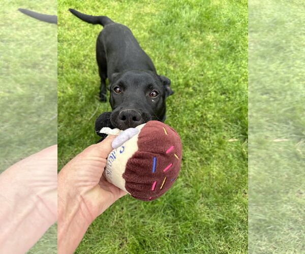 Medium Photo #3 Mutt Puppy For Sale in Phoenix, AZ, USA