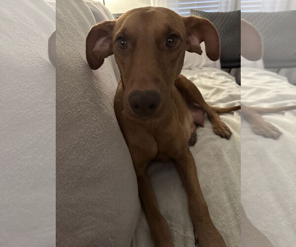 Medium Photo #5 Labrador Retriever-Unknown Mix Puppy For Sale in The Woodlands, TX, USA