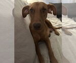 Small #4 Labrador Retriever Mix