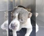 Small American Staffordshire Terrier Mix