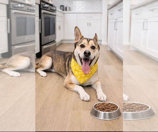 Medium Photo #6 Siberian Husky-Unknown Mix Puppy For Sale in Euless, TX, USA