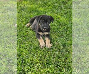 German Shepherd Dog Puppy for sale in HILLSVILLE, VA, USA