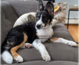 Border Collie Dogs for adoption in NEWTON, MA, USA