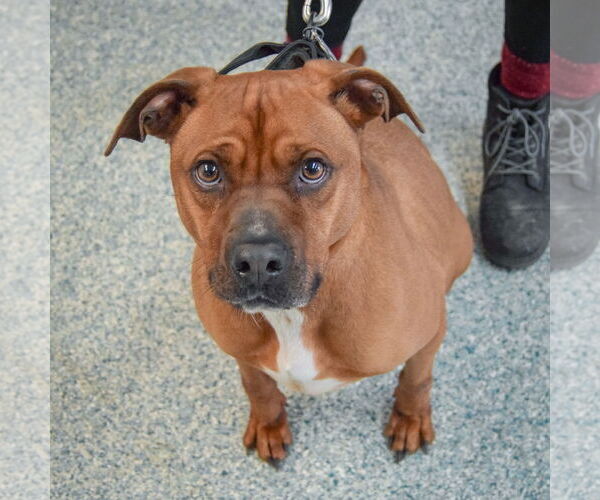 Medium Photo #5 Unknown-Vizsla Mix Puppy For Sale in Huntley, IL, USA