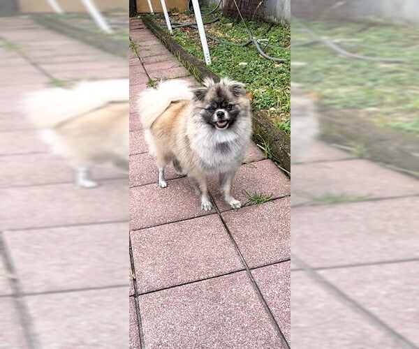 Medium Photo #7 Pominese Puppy For Sale in Weston, FL, USA