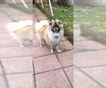Small #6 Pominese
