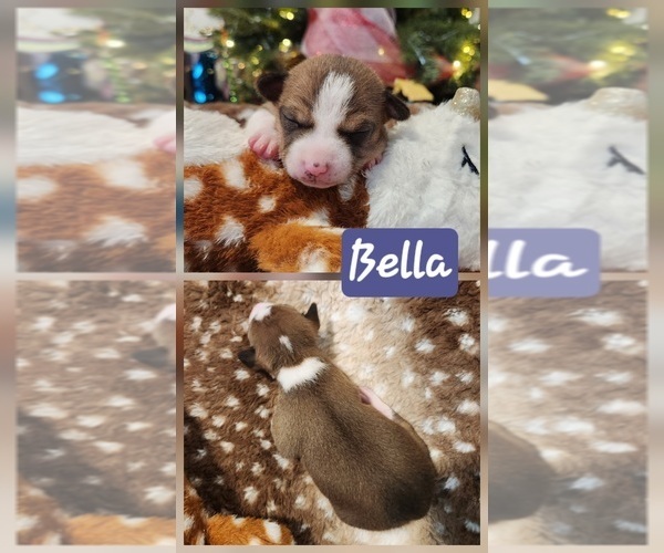 Medium Photo #11 Basenji Puppy For Sale in LOMETA, TX, USA