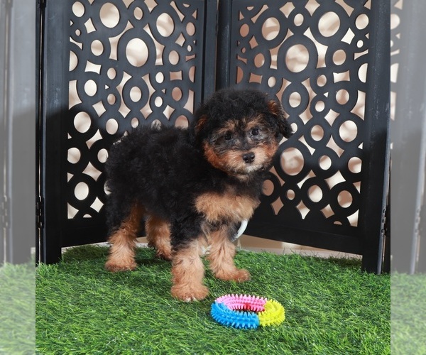 Medium Photo #4 Aussie-Poo Puppy For Sale in MOUNT VERNON, OH, USA