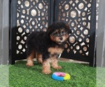 Small #3 Aussie-Poo