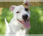 Small #1 American Staffordshire Terrier Mix