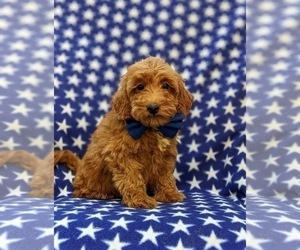 Poodle (Miniature) Puppy for sale in OXFORD, PA, USA