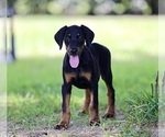 Small Photo #13 Doberman Pinscher Puppy For Sale in BEAUMONT, TX, USA