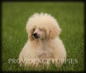 Small Photo #59 Poodle (Miniature) Puppy For Sale in COPPOCK, IA, USA