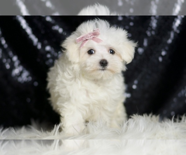 Medium Photo #5 Maltese Puppy For Sale in WARSAW, IN, USA