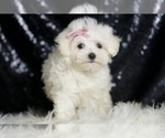 Small #4 Maltese
