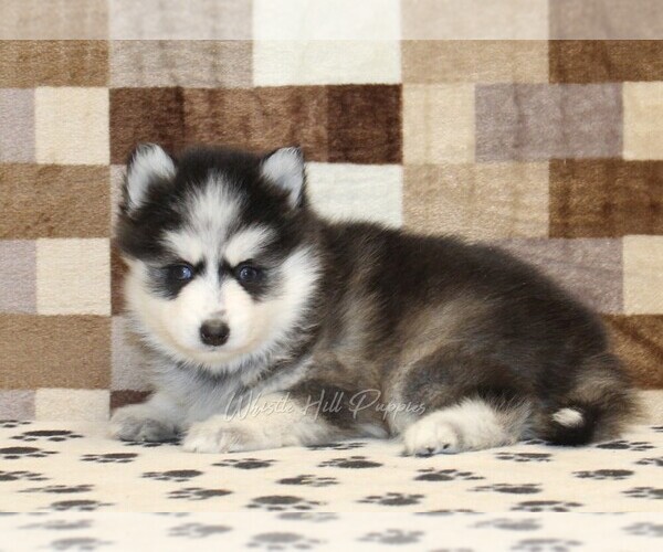 Medium Photo #2 Pomsky Puppy For Sale in DENVER, PA, USA