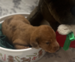 Small Photo #5 Dachshund Puppy For Sale in HOUSTON, TX, USA