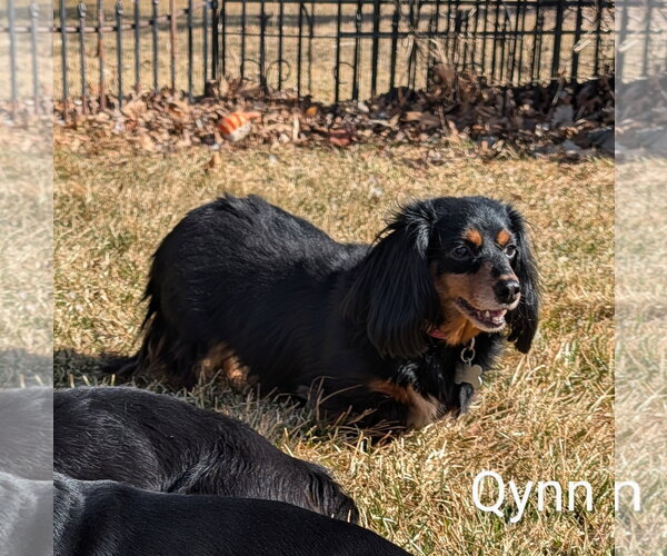 Medium Photo #4 Dachshund Puppy For Sale in Sioux Falls, SD, USA