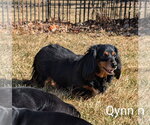 Small #3 Dachshund