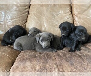 Labrador Retriever Puppy for sale in BLACK FOREST, CO, USA