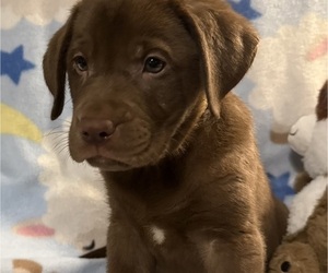 Labrador Retriever Puppy for sale in SPOTSYLVANIA, VA, USA