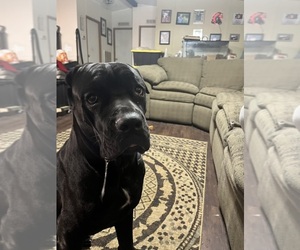 Mother of the Cane Corso puppies born on 06/13/2025