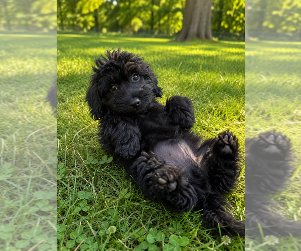 Medium Photo #43 Cavapoo (Miniature) Puppy For Sale in DURHAM, CT, USA