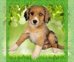 Small #14 Bernedoodle (Miniature)