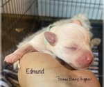 Small Photo #5 Schnauzer (Miniature) Puppy For Sale in SEDALIA, MO, USA