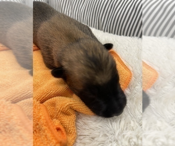 Medium Photo #159 Belgian Malinois Puppy For Sale in REESEVILLE, WI, USA