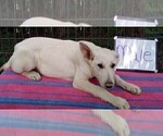 Small #5 German Shepherd Dog