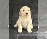 Puppy Greenie B Golden Retriever