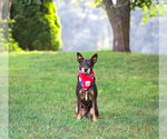 Small #3 Feist Terrier Mix