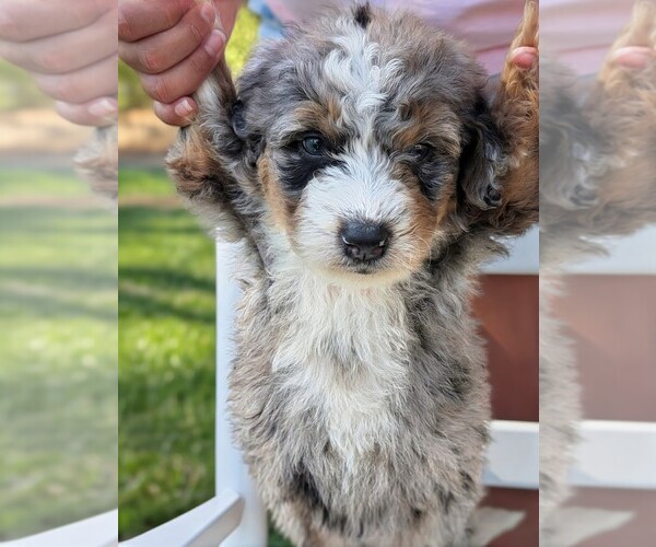 Medium Photo #4 Miniature Bernedoodle Puppy For Sale in SACRAMENTO, CA, USA