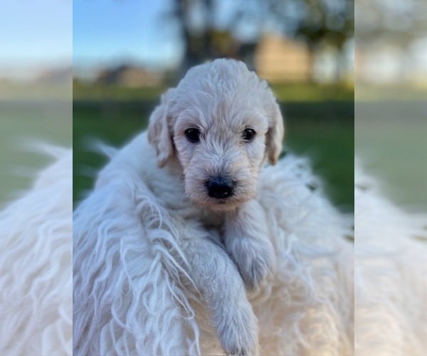 Medium Photo #10 Labradoodle Puppy For Sale in TAHLEQUAH, OK, USA