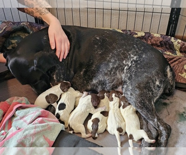 Medium Photo #1 German Shorthaired Pointer Puppy For Sale in EVANSVILLE, WY, USA