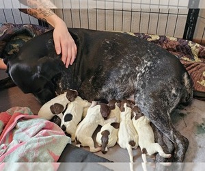 German Shorthaired Pointer Puppy for sale in EVANSVILLE, WY, USA