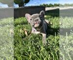 Small #2 French Bulldog