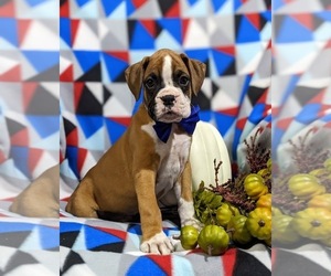 Boxer Puppy for sale in QUARRYVILLE, PA, USA