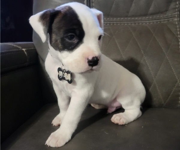 Medium Photo #3 Bullboxer Pit Puppy For Sale in NORTH ROSE, NY, USA