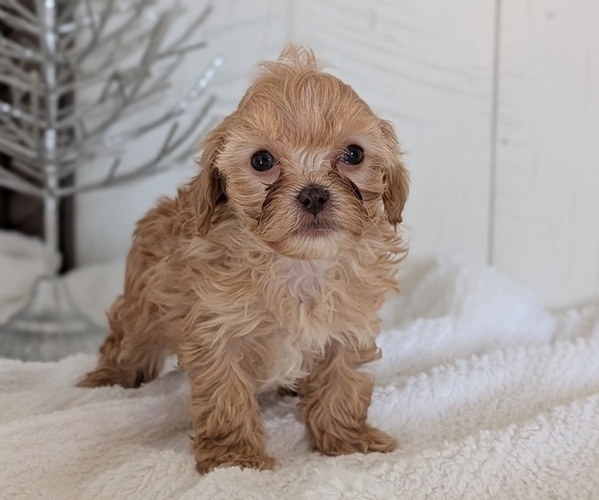 Medium Photo #9 Cavapoo (Miniature) Puppy For Sale in GOSHEN, IN, USA