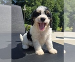 Small #2 Bernedoodle (Miniature)