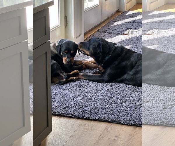 Medium Photo #4 Rottweiler Puppy For Sale in Hillsboro, NH, USA