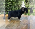 Small #1 French Bulldog