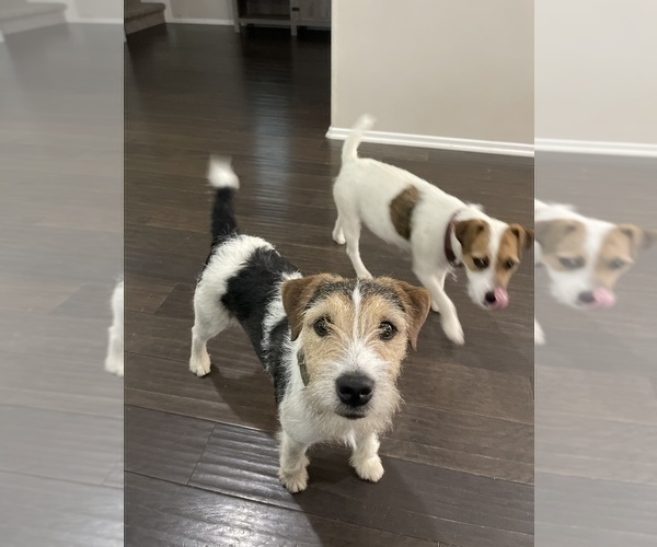 Medium Photo #9 Parson Russell Terrier Puppy For Sale in TEMECULA, CA, USA