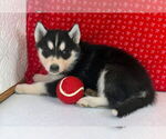 Puppy Tobias Siberian Husky