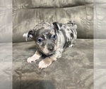 Small #1 Chiweenie