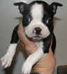 Small Photo #6 Boston Terrier Puppy For Sale in MULINO, OR, USA